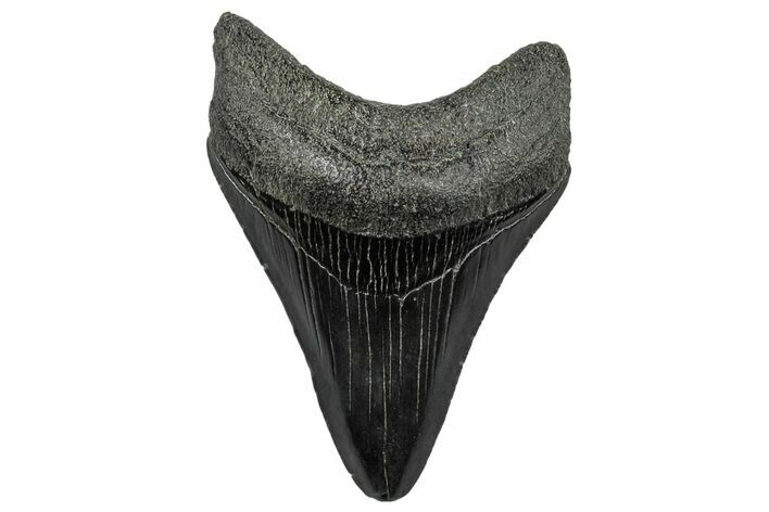 Fossil Megalodon Tooth - South Carolina #300198